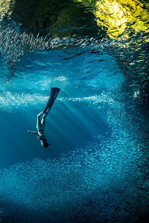 自由潜水世界纪录(自由潜水为什么可以憋气这么久)