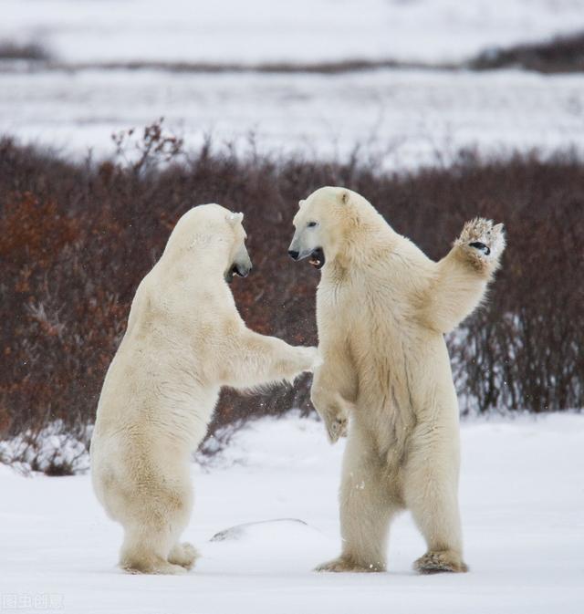 北极熊生活在南极还是北极(为什么北极没有企鹅)